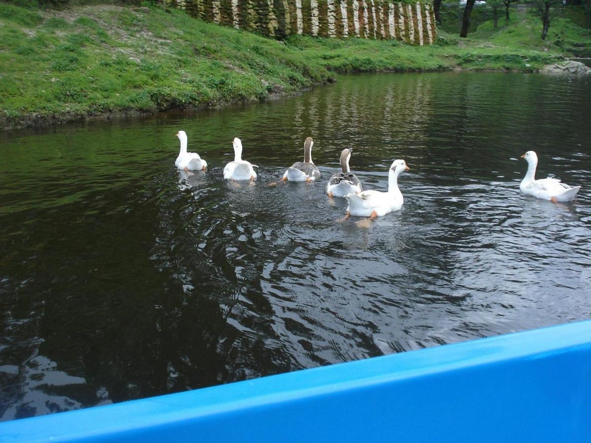 Riverside Resort 兰斯顿 外观 照片